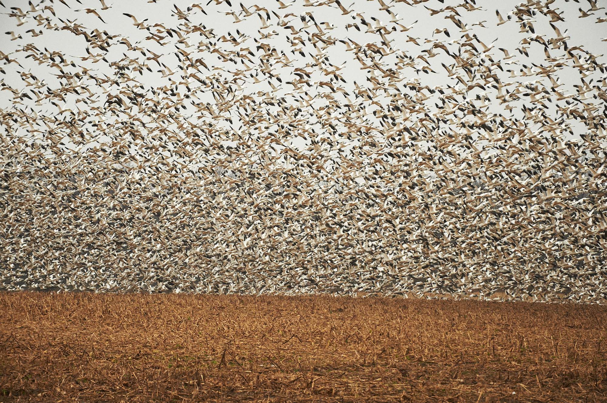 mike-carroll-photo-Open-Spaces-SnowGeese__0159